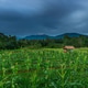 Beautiful morning view indonesia Panorama Landscape paddy fields Beautiful morning view indonesia Panorama Landscape paddy fields - PhotoDune Item for Sale
