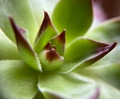 Close-up of center of Sempervivum rosette Close-up of center of Sempervivum rosette - PhotoDune Item for Sale