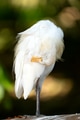 Portrait of a cattle egret. Close up view of a cattle egret Portrait of a cattle egret. Close up view of a cattle egret - PhotoDune Item for Sale