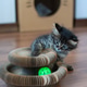Playful Kitten Exploring Circular Toy with Ball Captured in Soft Light and Cozy Environment Playful Kitten Exploring Circular Toy with Ball Captured in Soft Light and Cozy Environment - PhotoDune Item for Sale