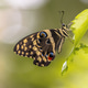 Citrus swallowtail Perched on leaf on Green Background Citrus swallowtail Perched on leaf on Green Background - PhotoDune Item for Sale