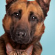 Belgian Shepherd and tabby cat Belgian Shepherd and tabby cat - PhotoDune Item for Sale