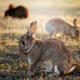 Wild Rabbit Resting Peacefully on Mossy Ground in Soft Natural Light Outdoors. Wild Rabbit Resting Peacefully on Mossy Ground in Soft Natural Light Outdoors. - PhotoDune Item for Sale