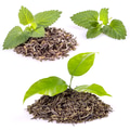 Tea and lemon balm Tea and lemon balm - PhotoDune Item for Sale