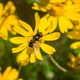 Transverse Flower Fly (Eristalis transversa) pollinating a common woolly sunflower Transverse Flower Fly (Eristalis transversa) pollinating a common woolly sunflower - PhotoDune Item for Sale