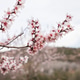 pastel pink blossoms on branch of almond tree in spring pastel pink blossoms on branch of almond tree in spring - PhotoDune Item for Sale