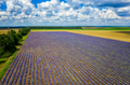 lavender field lavender field - PhotoDune Item for Sale