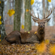 Lifelong forest resident enjoys a quiet moment among autumn leaves in a tranquil woodland setting Lifelong forest resident enjoys a quiet moment among autumn leaves in a tranquil woodland setting - PhotoDune Item for Sale