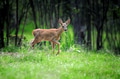 Young deer in summer forest Young deer in summer forest - PhotoDune Item for Sale