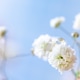 Close up Photo of Baby's Breathe Flowers Close up Photo of Baby's Breathe Flowers - PhotoDune Item for Sale