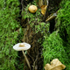 A bonnet mushroom growing out of a tree trunk in woodland forest A bonnet mushroom growing out of a tree trunk in woodland forest - PhotoDune Item for Sale