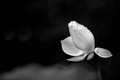 White lotus blooming in the pond in monochrome White lotus blooming in the pond in monochrome - PhotoDune Item for Sale