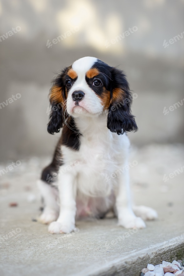 Dogs King Charles Cavalier Price Spaniel Dogs King Charles Cocker