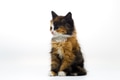 Furry kitten on white background isolated Furry kitten on white background isolated - PhotoDune Item for Sale