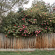 Typical Australian Suburban Home with Camellia Flower Typical Australian Suburban Home with Camellia Flower - PhotoDune Item for Sale