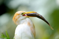 Portrait of a cattle egret eating fish Portrait of a cattle egret eating fish - PhotoDune Item for Sale