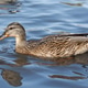 One young female mallard wild duck in the sea One young female mallard wild duck in the sea - PhotoDune Item for Sale