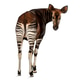 Rear view of an Okapi, looking back at the camera, Okapia johnstoni ...