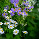 Beautiful blue Brachyscome iberidifolia (swan river daisy) flowers in the sunlight of a garden. Beautiful blue Brachyscome iberidifolia (swan river daisy) flowers in the sunlight of a garden. - PhotoDune Item for Sale