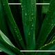 The green juicy leaves of the yucca palm. Dark background with a white frame and copyspace. The green juicy leaves of the yucca palm. Dark background with a white frame and copyspace. - PhotoDune Item for Sale