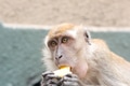 Monkey sits and eats banana Monkey sits and eats banana - PhotoDune Item for Sale