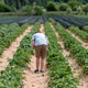 Boy teenager picking strawberries at the strawberry patch Boy teenager picking strawberries at the strawberry patch - PhotoDune Item for Sale