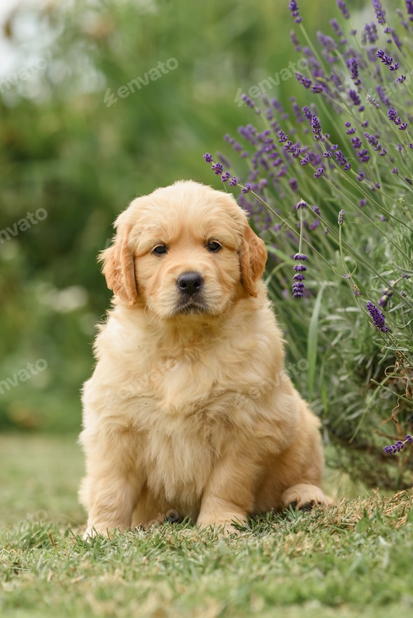 with cute newborn golden retriever puppy in summer with lavender