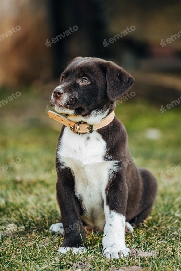 Sweet dark mixed breed Labrador retriever and australian shepherd