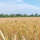Yellow agricultural wheat field Yellow agricultural wheat field - PhotoDune Item for Sale