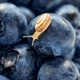 Snail on ripe blueberries. Proper nutrition. Snail on ripe blueberries. Proper nutrition. - PhotoDune Item for Sale
