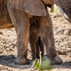 Baby African Elephant standing with his mother. Baby African Elephant standing with his mother. - PhotoDune Item for Sale