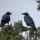 Two Ravens Perched on Evergreen Branch Two Ravens Perched on Evergreen Branch - PhotoDune Item for Sale