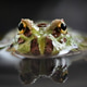 Toad Hidding in Water Toad Hidding in Water - PhotoDune Item for Sale