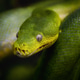 Close-up portrait of a green tree python with vivid scales and piercing eyes Close-up portrait of a green tree python with vivid scales and piercing eyes - PhotoDune Item for Sale
