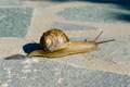 Cute snail crawling slowly Cute snail crawling slowly - PhotoDune Item for Sale