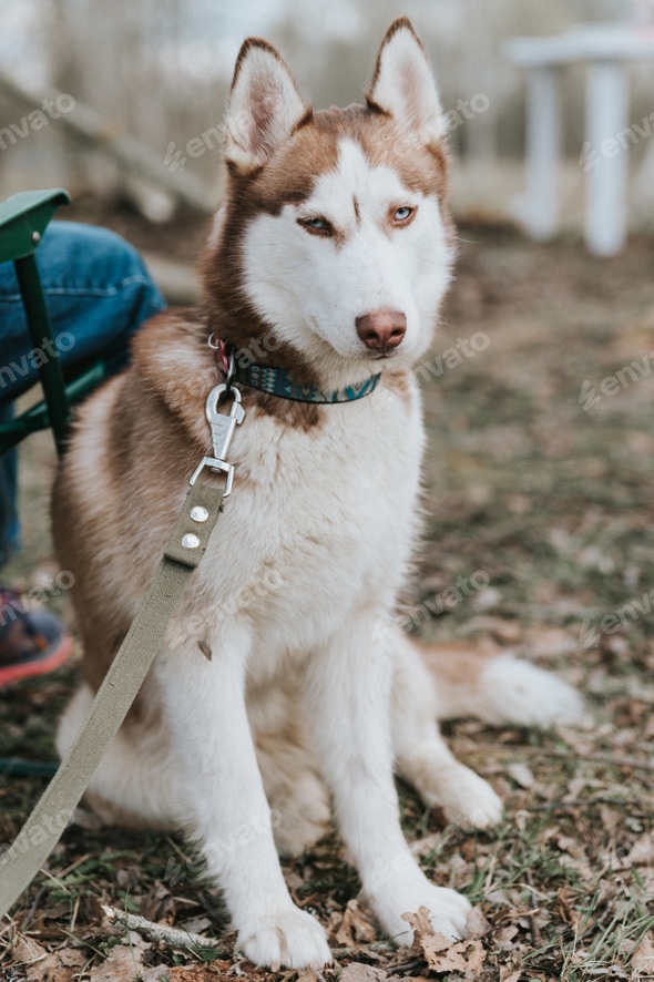 husky siberian portrait cute white brown mammal animal pet of