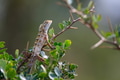 Oriental garden lizard Oriental garden lizard - PhotoDune Item for Sale