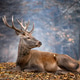 Majestic stag resting among autumn leaves in a tranquil forest setting during the golden hour Majestic stag resting among autumn leaves in a tranquil forest setting during the golden hour - PhotoDune Item for Sale