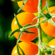 Close-up of ripe orange cherry tomatoes on the vine against a dark green background. Close-up of ripe orange cherry tomatoes on the vine against a dark green background. - PhotoDune Item for Sale