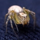 Tiny spider on velvet Tiny spider on velvet - PhotoDune Item for Sale