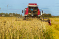 Bread field, harvesting, sunny day Bread field, harvesting, sunny day - PhotoDune Item for Sale