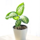 Dieffenbachia in white pot, sunny interior, minimal care, simple watering Dieffenbachia in white pot, sunny interior, minimal care, simple watering - PhotoDune Item for Sale