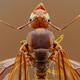 red ant red ant - PhotoDune Item for Sale