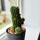 A Green Cactus Plant In A Black Pot On A Window Sill A Green Cactus Plant In A Black Pot On A Window Sill - PhotoDune Item for Sale
