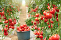 Ripe tomatoes in greenhouse ready to pick. Ripe tomatoes in greenhouse ready to pick. - PhotoDune Item for Sale
