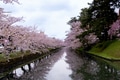 Beautiful cherry blossom flower in Japan Beautiful cherry blossom flower in Japan - PhotoDune Item for Sale
