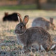Wild Rabbit Resting Peacefully on Mossy Ground in Soft Natural Light Outdoors. Wild Rabbit Resting Peacefully on Mossy Ground in Soft Natural Light Outdoors. - PhotoDune Item for Sale