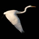 Egret Taking Flight Egret Taking Flight - PhotoDune Item for Sale