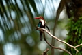 White throated kingfisher perching on tree branch White throated kingfisher perching on tree branch - PhotoDune Item for Sale