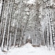 snow-covered alley in larch grove in city park snow-covered alley in larch grove in city park - PhotoDune Item for Sale
